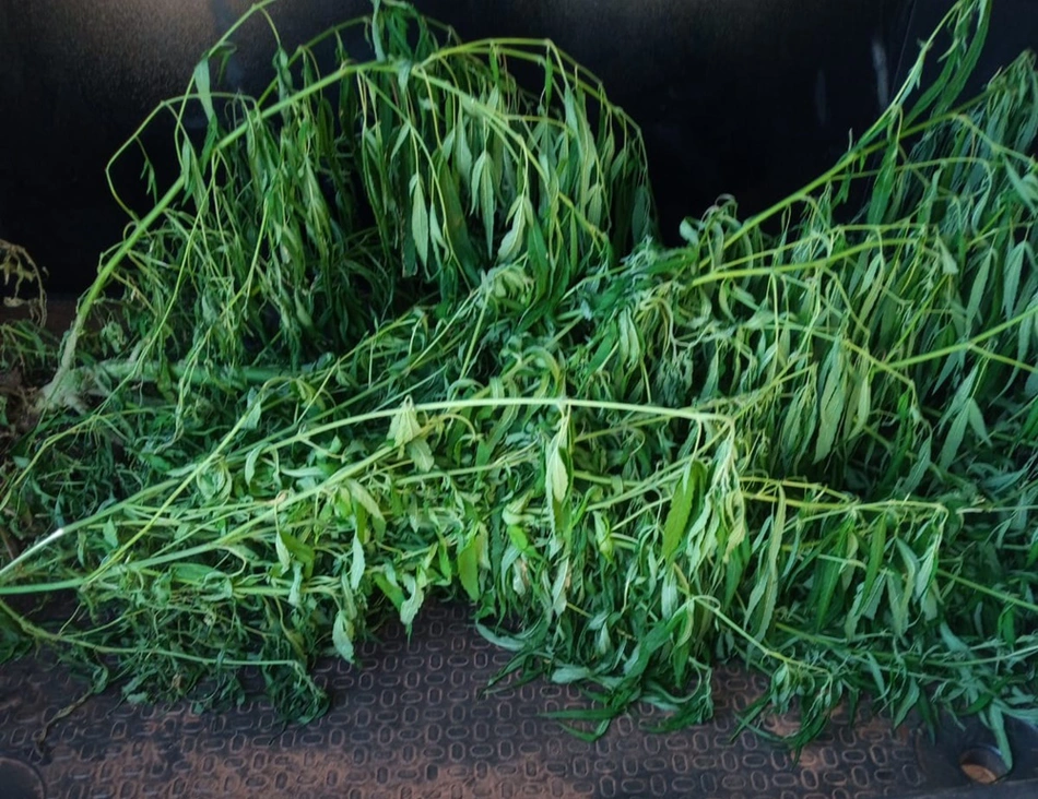 Pés da planta cannabis sativa