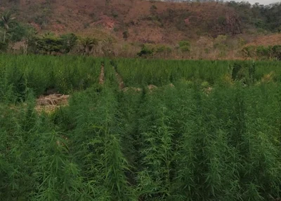 Polícia Civil de Uruçuí apreende plantação de maconha em Benedito Leite