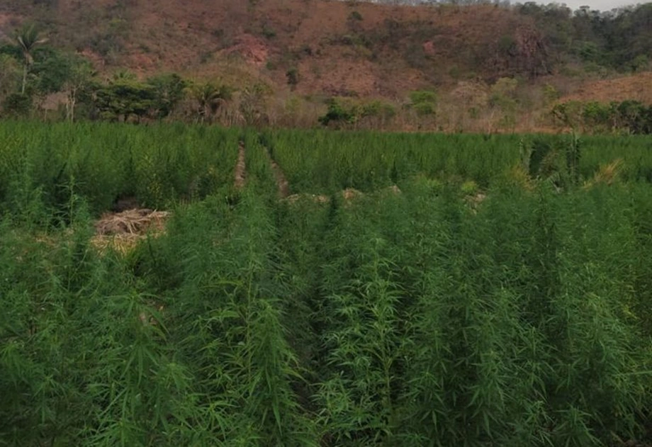 Polícia Civil de Uruçuí apreende plantação de maconha em Benedito Leite