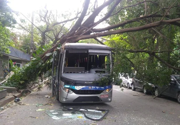 Queda de árvore atingiu ônibus no bairro de Botafogo