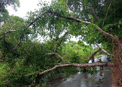 Árvore cai e deixa motociclista ferido na zona sul de Teresina