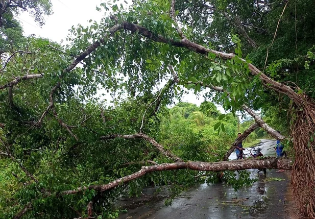 Árvore cai e deixa motociclista ferido na zona sul de Teresina