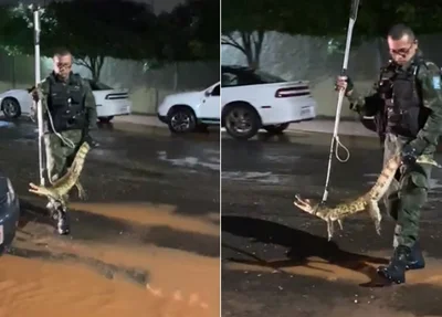 Jacaré sendo resgatado