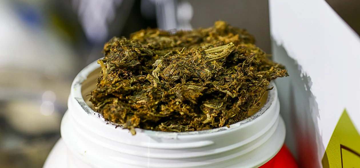 Maconha skunk