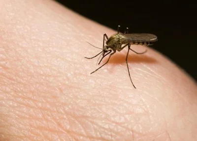 Mosquito transmissor da malária