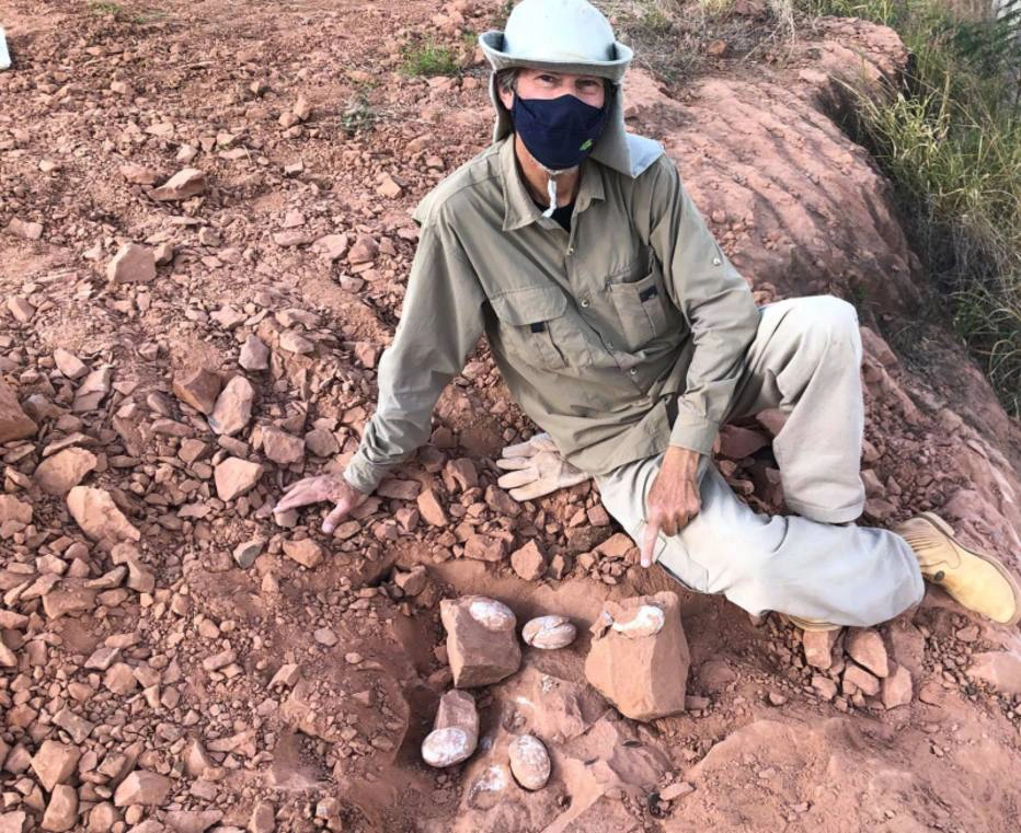 Paleontólogo encontrou ovos de dinossauro durante escavações (1)