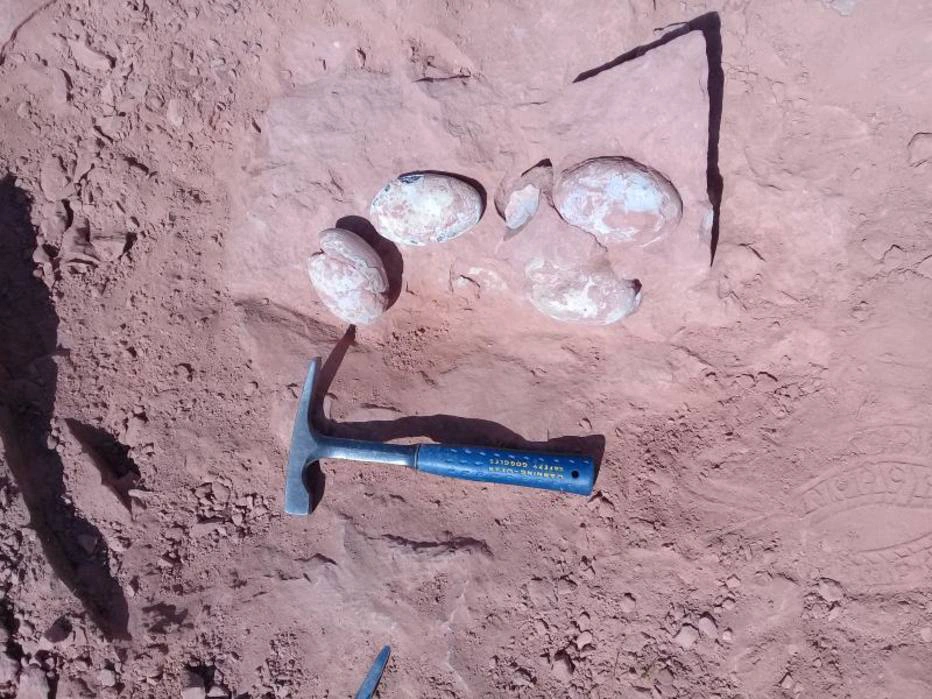 Paleontólogo encontrou ovos de dinossauro durante escavações (2)