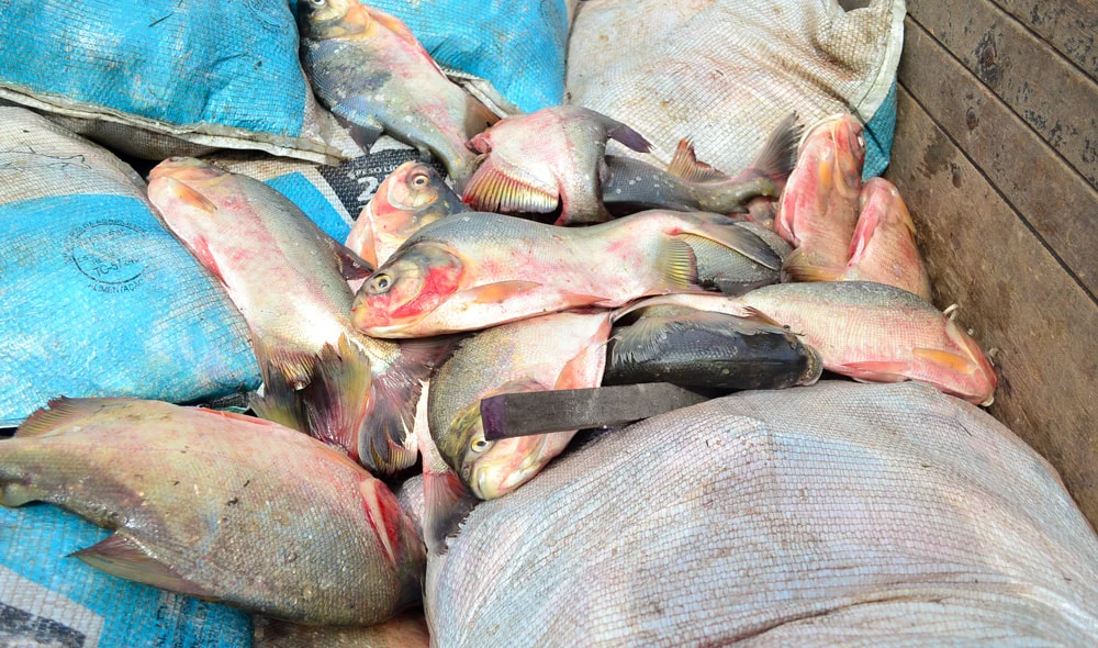 Peixes entregues a população