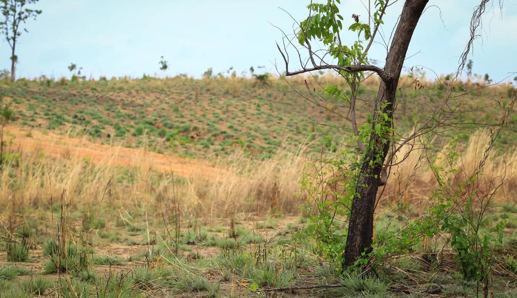 Área de mata onde o poço desativado está localizado