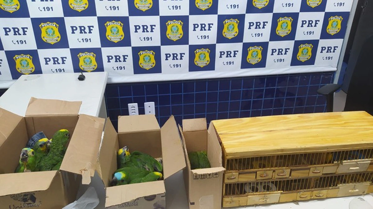 Aves silvestres apreendidas em Floriano