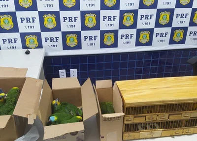 Aves silvestres apreendidas em Floriano