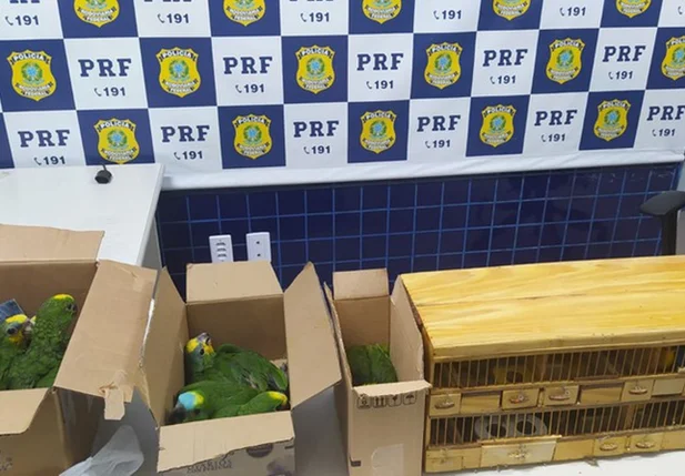 Aves silvestres apreendidas em Floriano