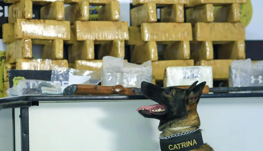 Cão farejador participou da ação policial da DEPRE