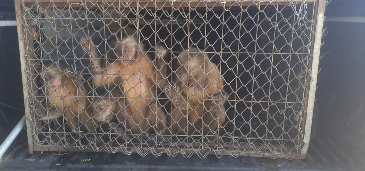 Chico e mais nove macacos foram libertados nesta sexta