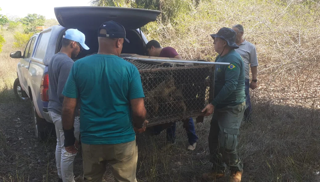 Equipes do Ibama, Semar e Bioparque Zoobotânico realizaram a soltura dos animais