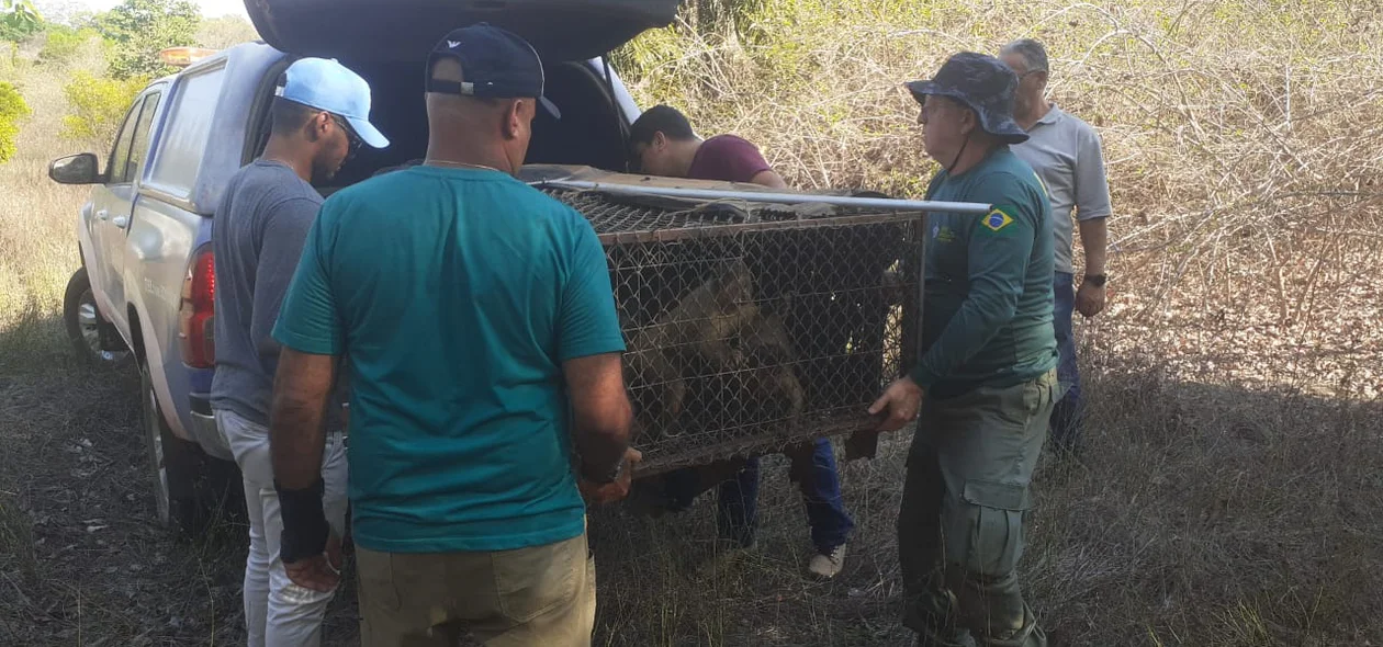 Equipes do Ibama, Semar e Bioparque Zoobotânico realizaram a soltura dos animais
