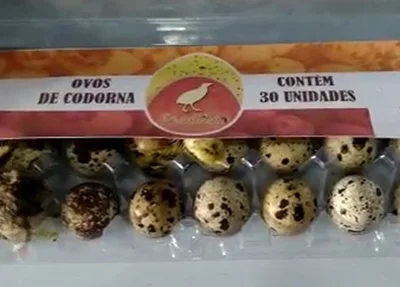 Filhotes de codorna que nasceram em Campo Maior