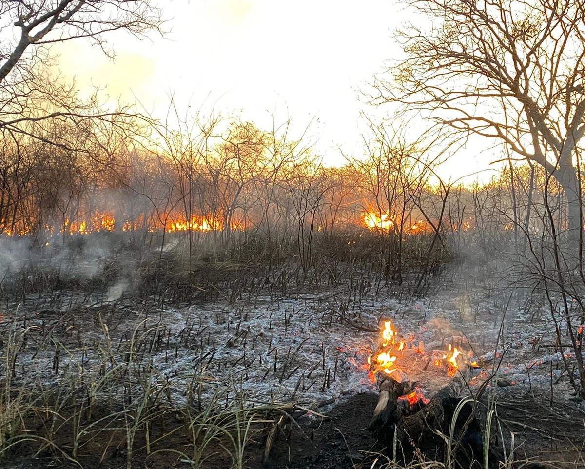 Incêndio em Dirceu Arcoverde