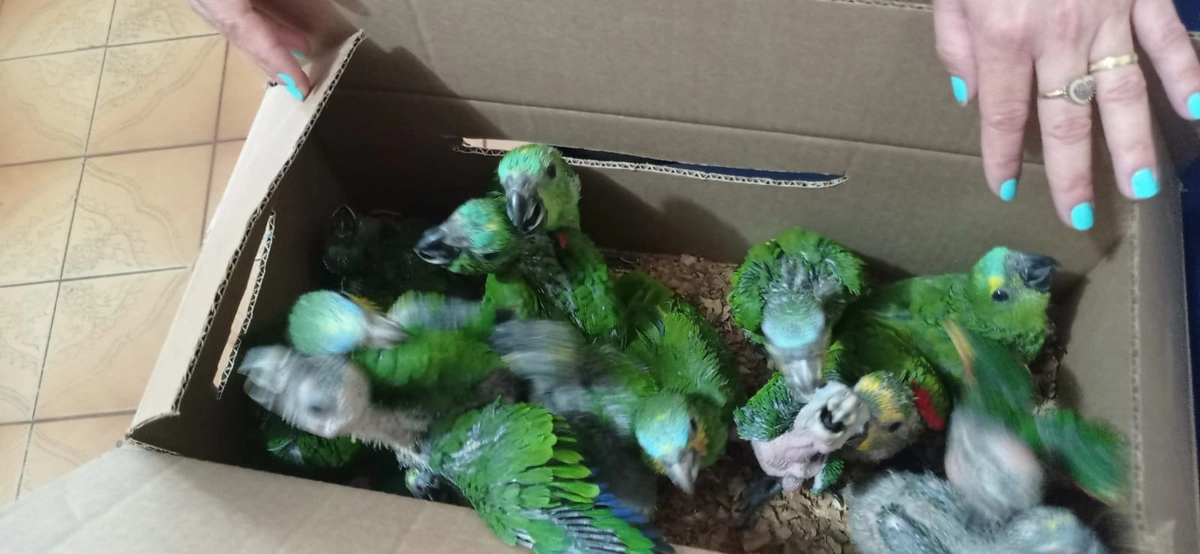 Motorista é preso transportando 52 papagaios em Paulistana