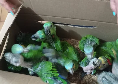 Motorista é preso transportando 52 papagaios em Paulistana