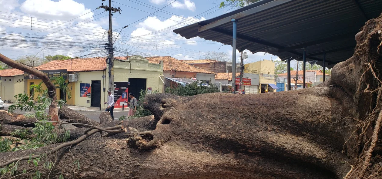Trabalhadores estão  desde às 8h cortando partes da árvore