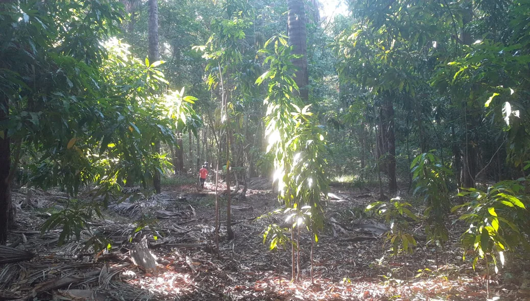 Zona de mata onde os animais foram soltos