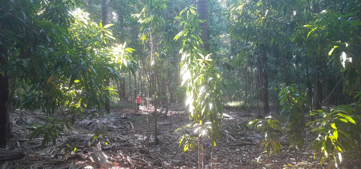 Zona de mata onde os animais foram soltos