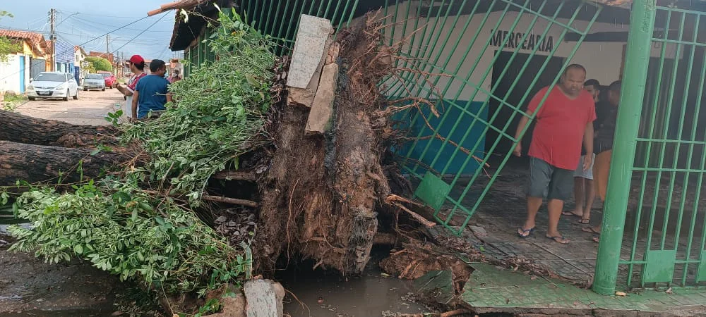 A queda de uma árvore, causou estragos em propriedades