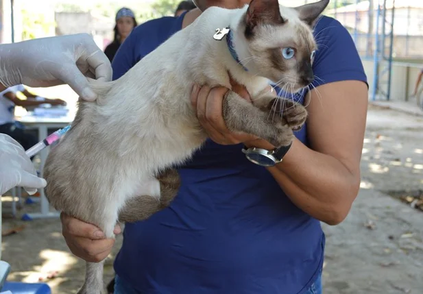 FMS vacina mais de 23 mil animais na zona rural de Teresina