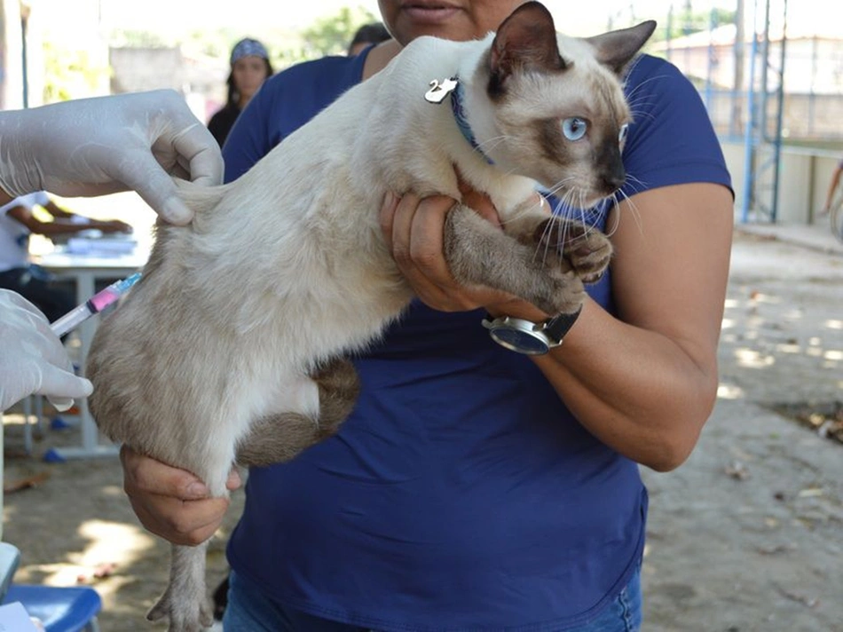 FMS vacina mais de 23 mil animais na zona rural de Teresina