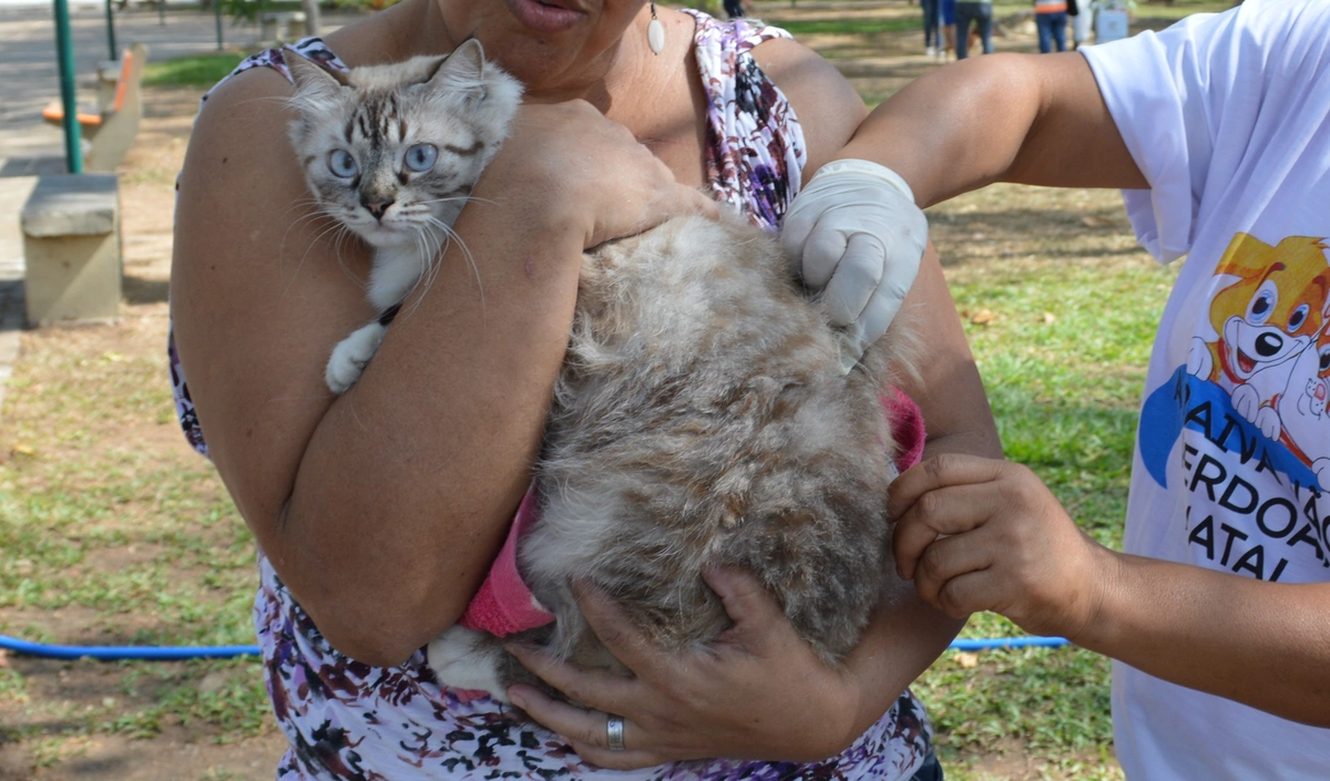 FMS vai vacinar cães e gatos neste sábado (26) com drive thru na ponte Estaiada.