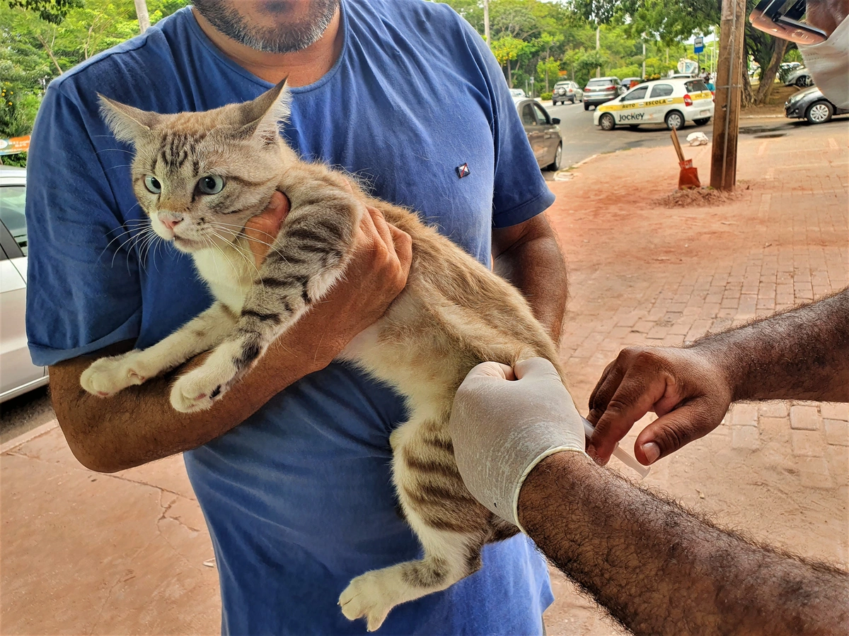 Gato foi vacinado neste sábado