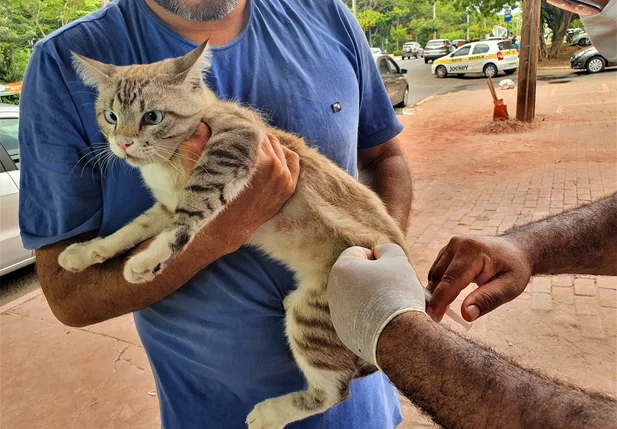 Gato foi vacinado neste sábado
