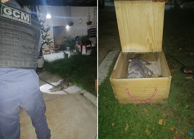 Jacaré foi encontrado no quintal da residência
