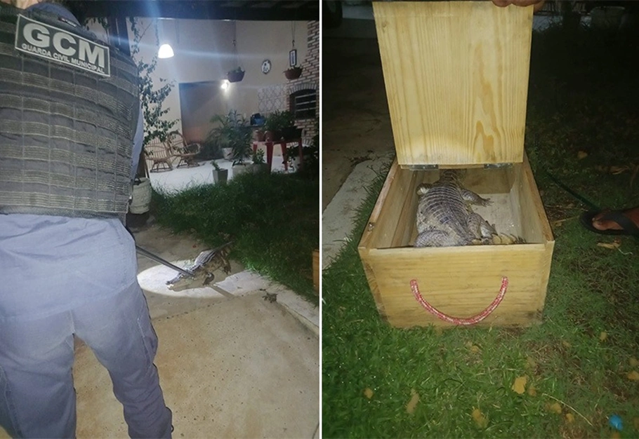 Jacaré foi encontrado no quintal da residência