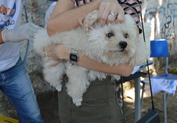 Teresina terá posto drive thru para a vacinação de cães e gatos contra a raiva