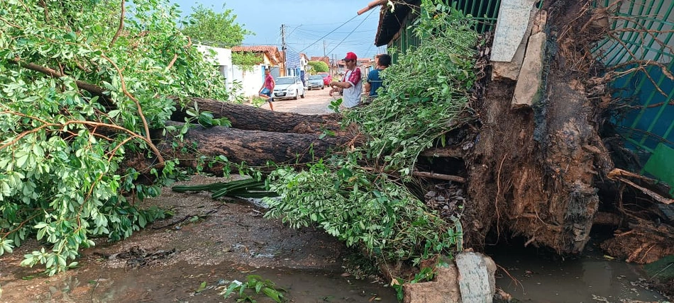 Uma árvore caiu em uma rua do bairro São Joaquim
