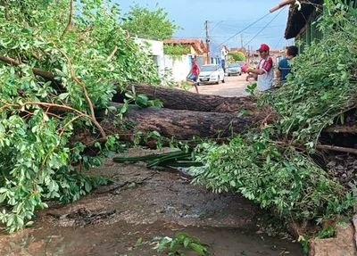 Uma árvore caiu em uma rua do bairro São Joaquim