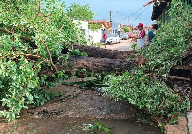 Uma árvore caiu em uma rua do bairro São Joaquim