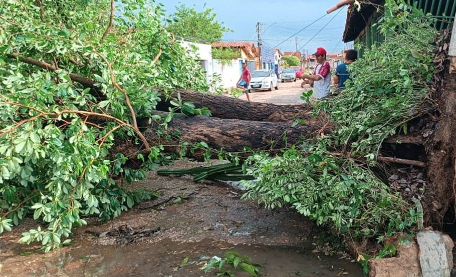Uma árvore caiu em uma rua do bairro São Joaquim