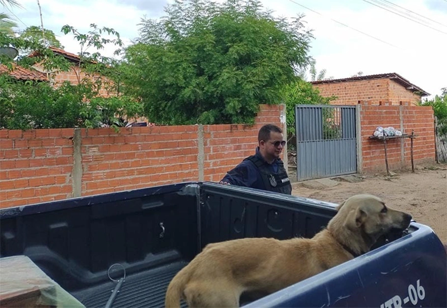 Cachorrinho resgatado
