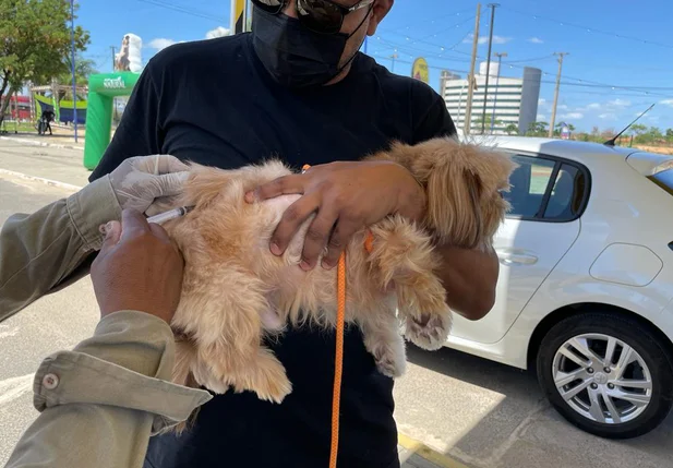 Cãozinho sendo vacinado