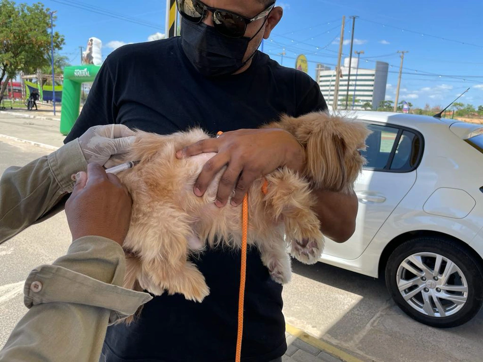 Cãozinho sendo vacinado