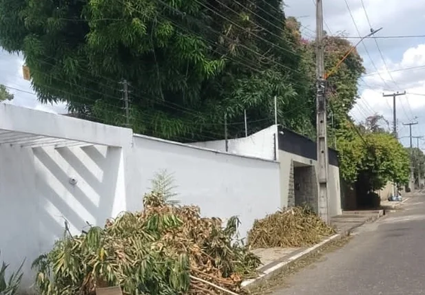 Coleta de material oriundo de podas na zona leste de Teresina