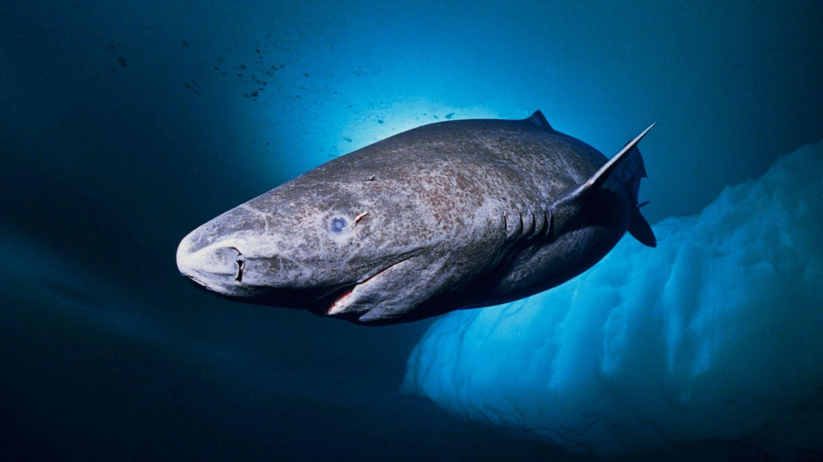 Tubarão da Groelândia