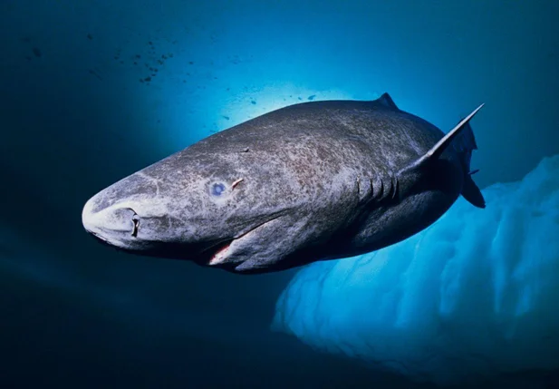 Tubarão da Groelândia