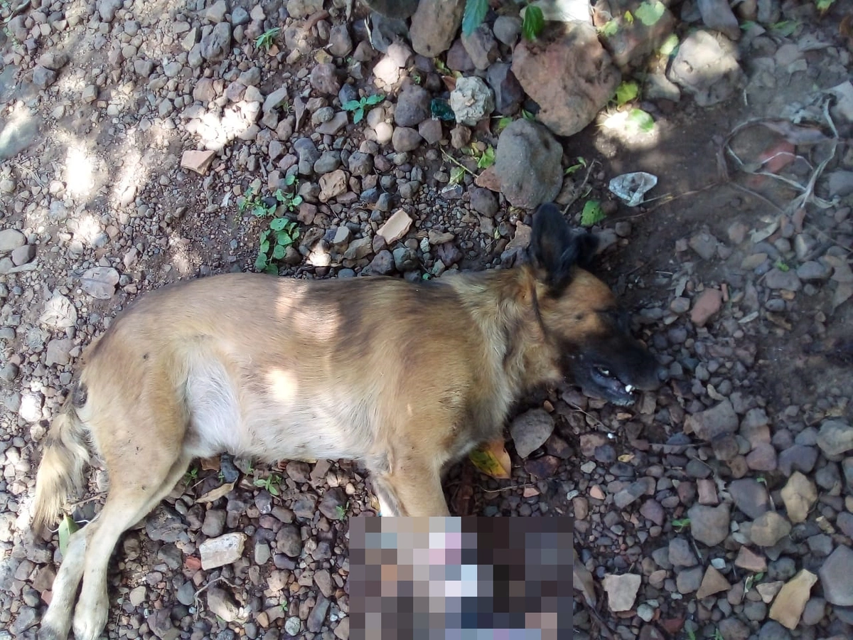 Animal não resistiu aos ferimentos e morreu