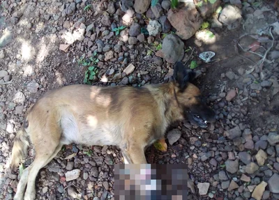 Animal não resistiu aos ferimentos e morreu