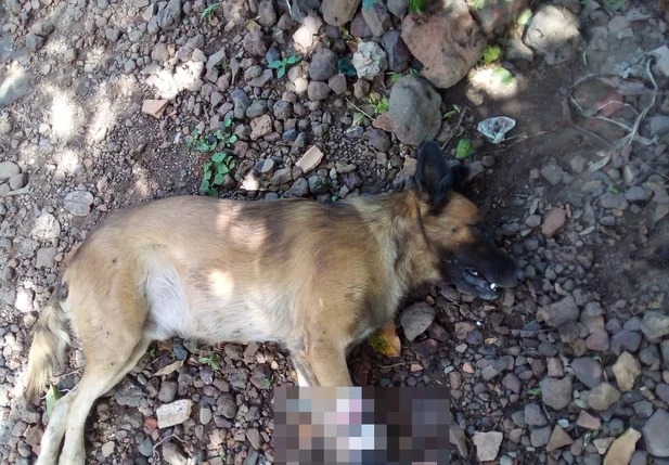 Animal não resistiu aos ferimentos e morreu