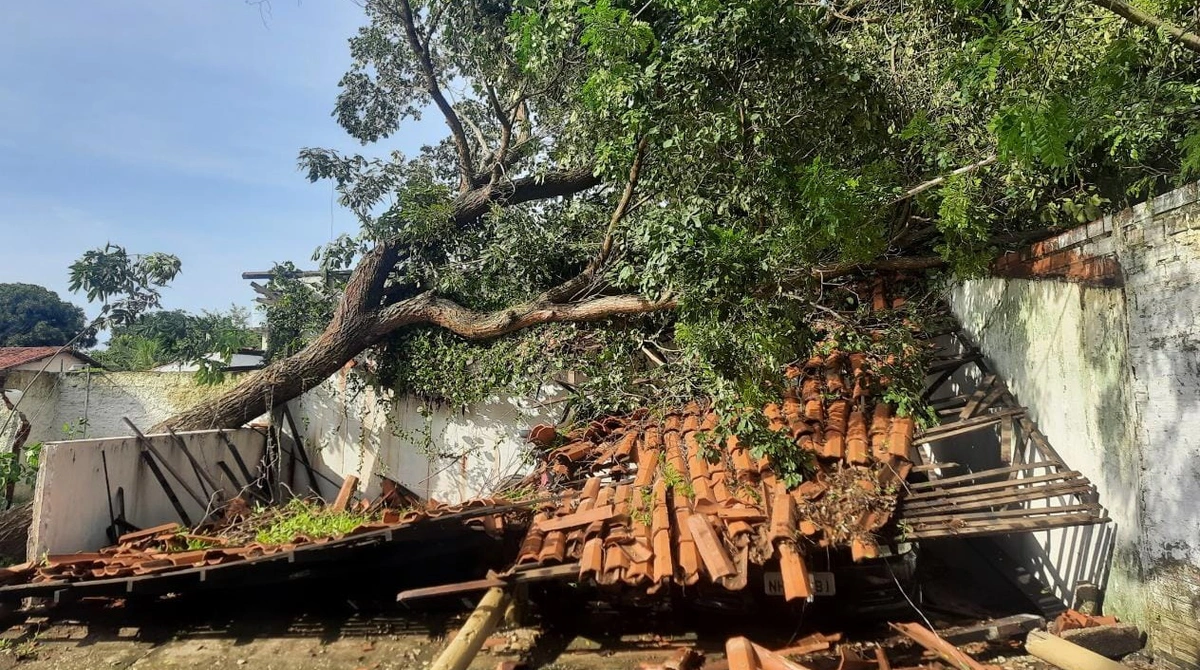árvore cai e destrói garagem na zona sul de Teresina